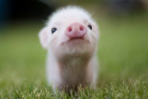 pig, Grass, Snout, Baby