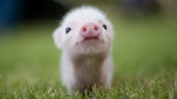 pig, Grass, Snout, Baby HD Wallpaper Desktop Background