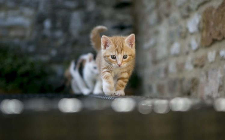 cat, Cats, Kitten, Kittens HD Wallpaper Desktop Background
