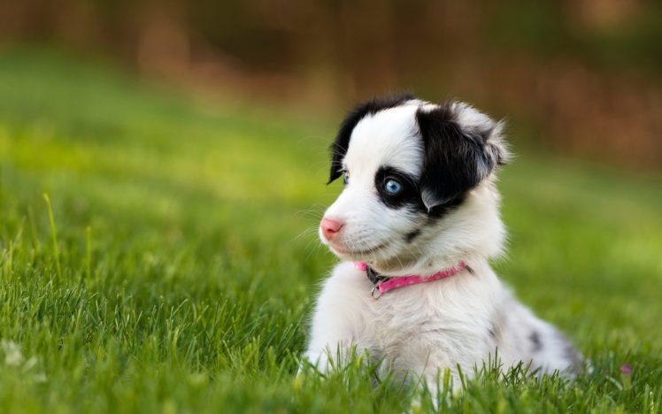 dog, Puppy, Grass, Dogs, Puppies HD Wallpaper Desktop Background
