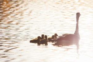 geese, Goose, Babies, Baby, Chick, Chicks, Reflection, Lakes, Birds, Bird