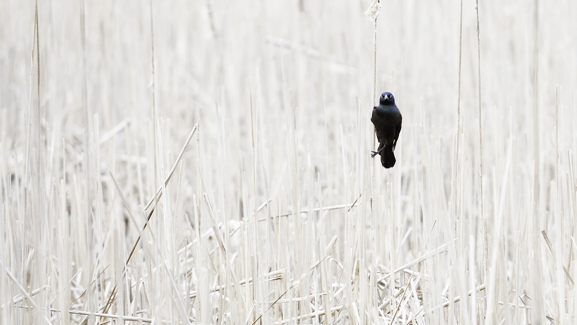 bird, Birds, Grass, Nature, Bokeh Wallpaper