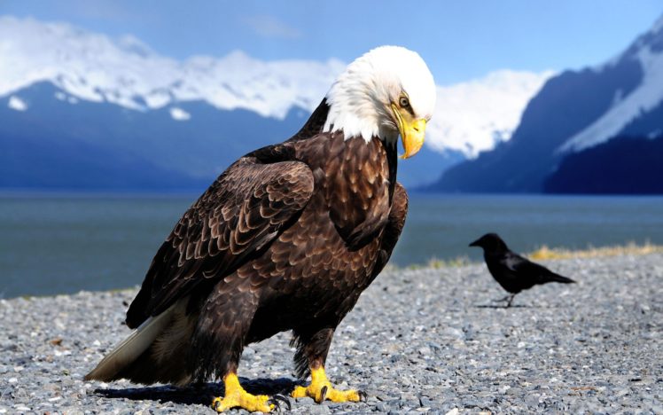 mountains, Eagles, Bald, Eagles, Lakes HD Wallpaper Desktop Background