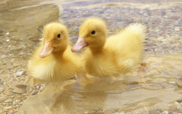 ducks, Duckling, Baby, Birds HD Wallpaper Desktop Background