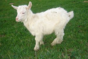 animal, White, Goat, Horns, Grass, Green, Baby, Goat