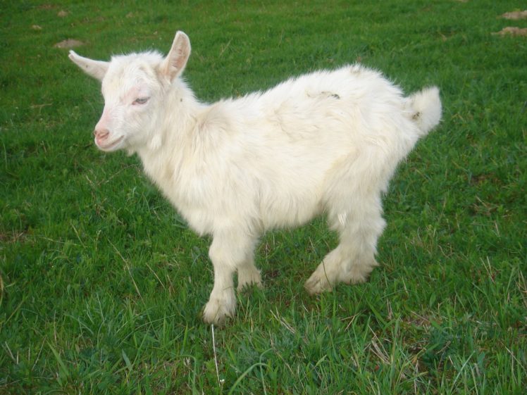 animal, White, Goat, Horns, Grass, Green, Baby, Goat HD Wallpaper Desktop Background
