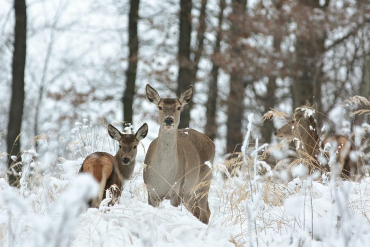 forest, Trees, Nature, Landscape, Tree, Winter, Deer HD Wallpaper Desktop Background