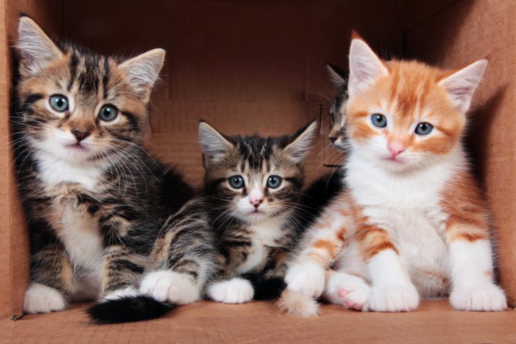cats, Kitten, Three, 3, Glance, Animals HD Wallpaper Desktop Background