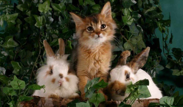 cats, Rabbit, Kitten HD Wallpaper Desktop Background