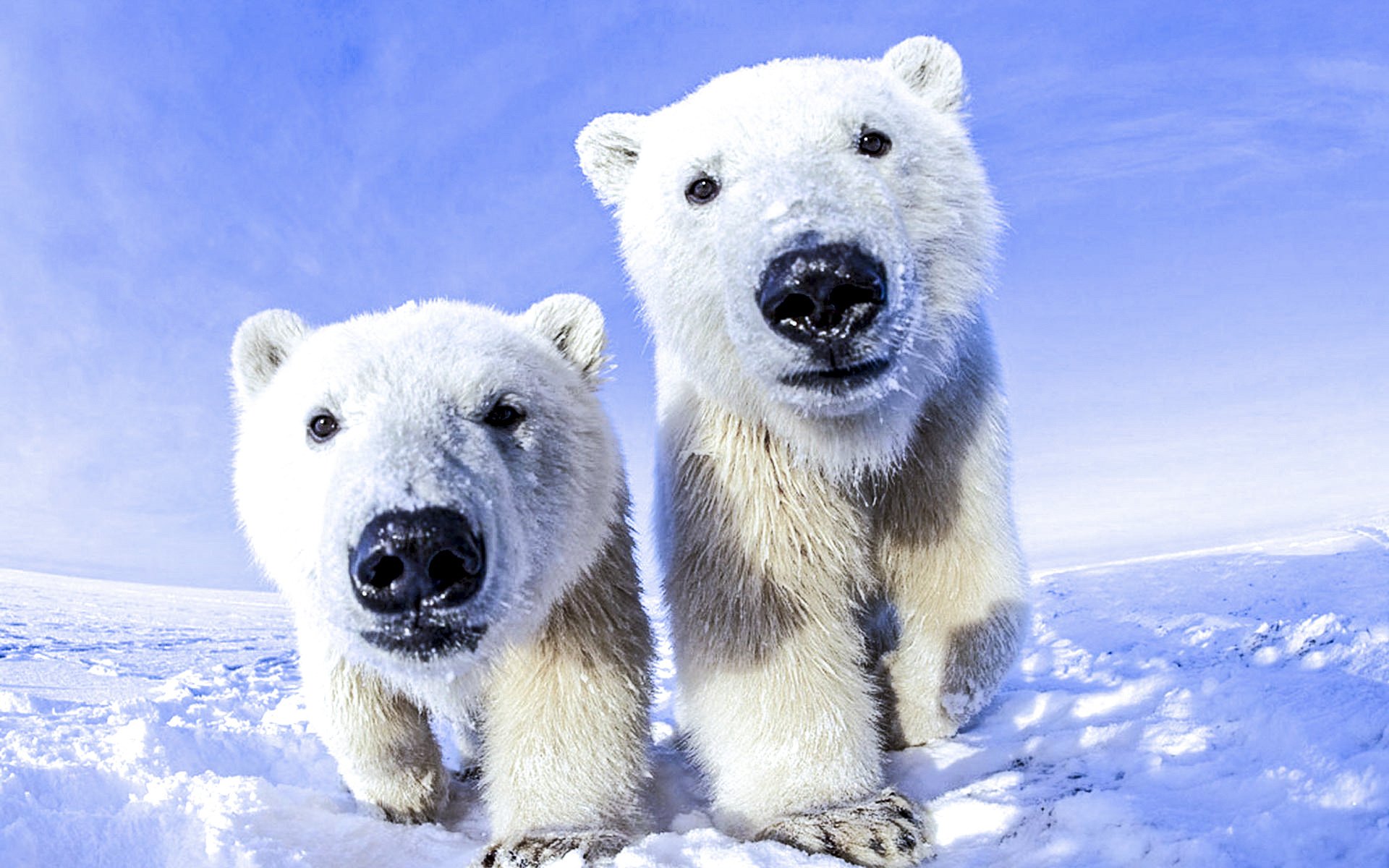 polar, Bear Wallpaper