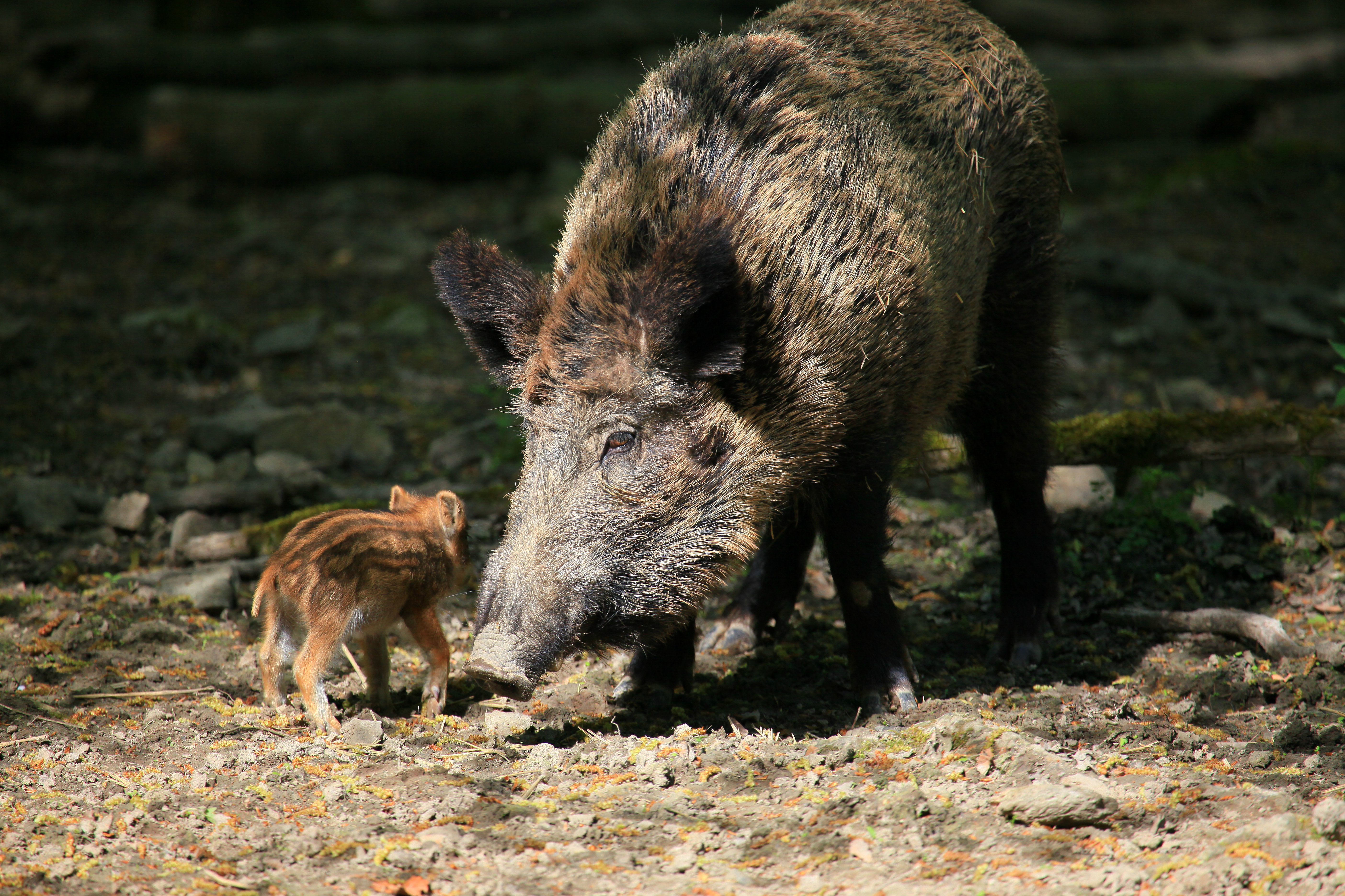 pig, Boar, Baby Wallpaper