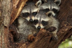 raccoon, Three, 3, Glance