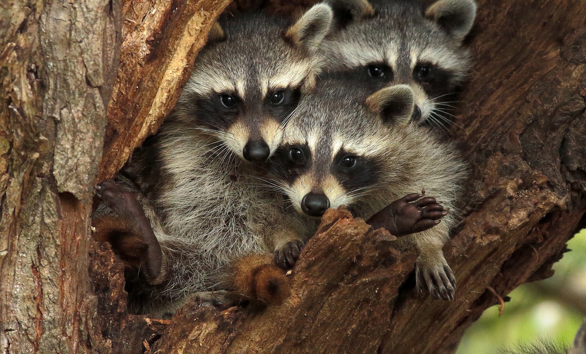raccoon, Three, 3, Glance Wallpaper