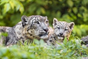snow, Leopard, Cubs, Two, Animals
