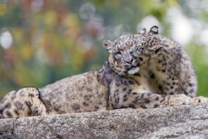 snow, Leopard, Wild, Cat, Predator, Couple, Family, Mother, Cub, Motherhood, Kindness, Caring, Game, Zoo