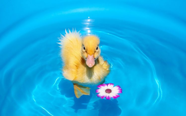 water, Duck, Chickens, Animals HD Wallpaper Desktop Background