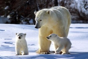 winter, White, Bear, Polar, Baby