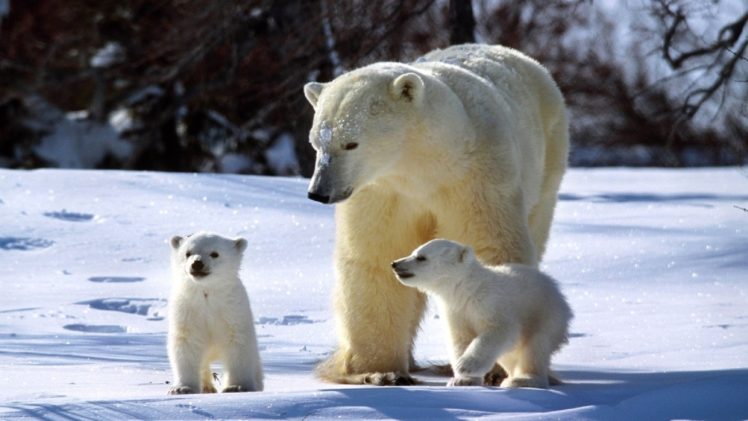 winter, White, Bear, Polar, Baby HD Wallpaper Desktop Background