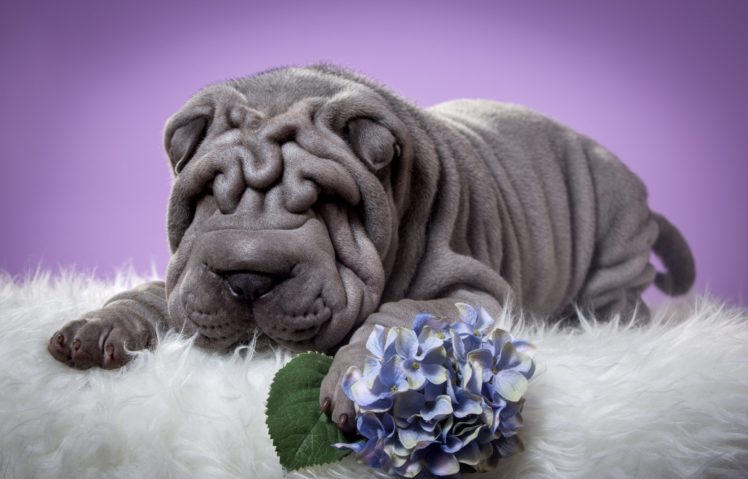 dogs, Sharpei, Grey, Animals HD Wallpaper Desktop Background