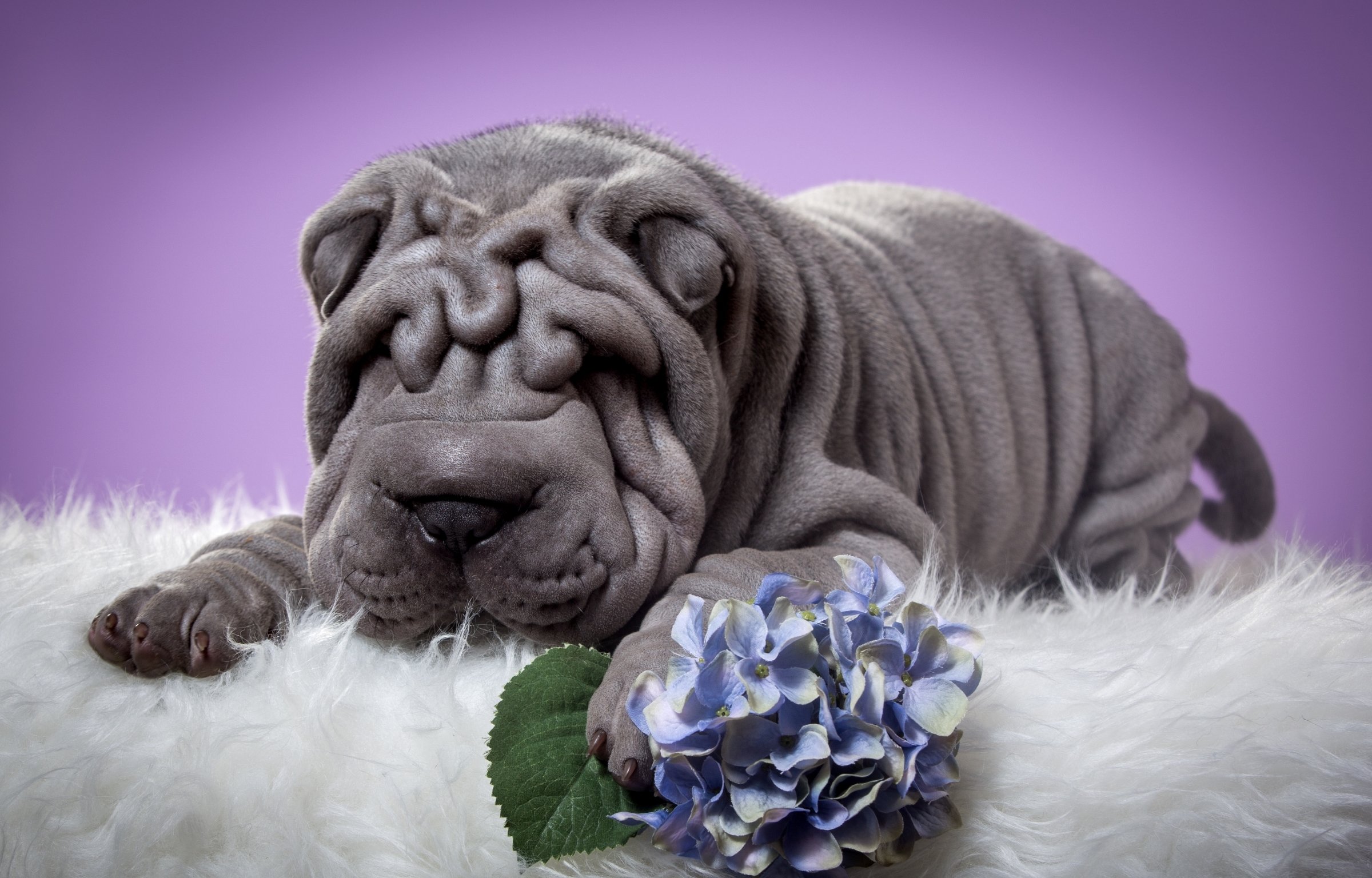 dogs, Sharpei, Grey, Animals Wallpaper