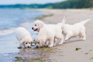 dogs, Coast, Retriever, Puppy, White, Golden, Animals