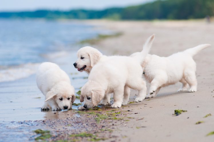 dogs, Coast, Retriever, Puppy, White, Golden, Animals HD Wallpaper Desktop Background