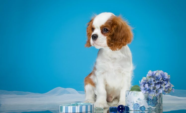 dogs, Spaniel, Puppy, Animals HD Wallpaper Desktop Background