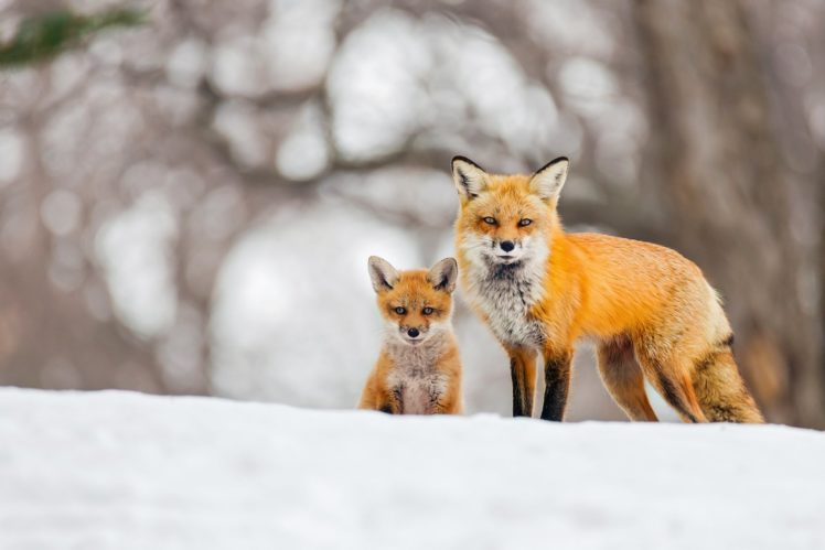 foxes, Cubs, Snow, Two, Fox HD Wallpaper Desktop Background