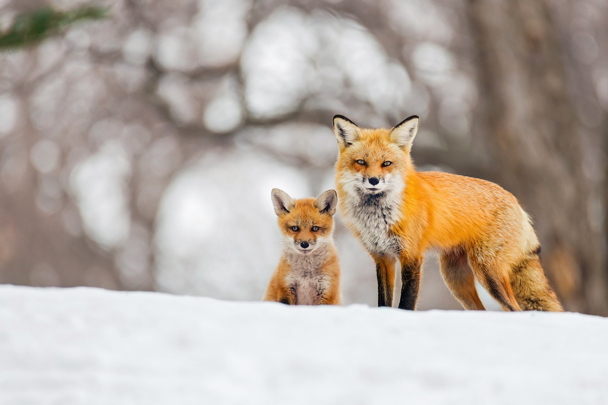 foxes-cubs-snow-two-fox-wallpapers-hd-desktop-and-mobile-backgrounds