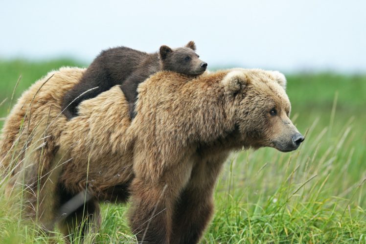 bears, Brown, Bear, Cubs, Two, Animals HD Wallpaper Desktop Background