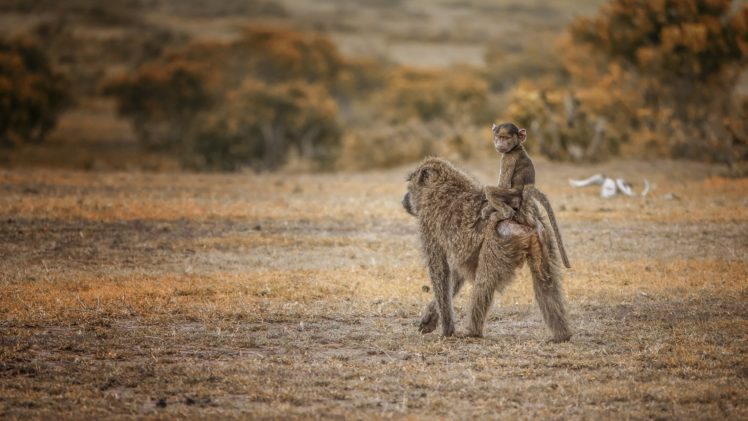 monkey, Cubs, Two, Pavian, Taxi, Maasai, Mara, Kenya, Animals HD Wallpaper Desktop Background