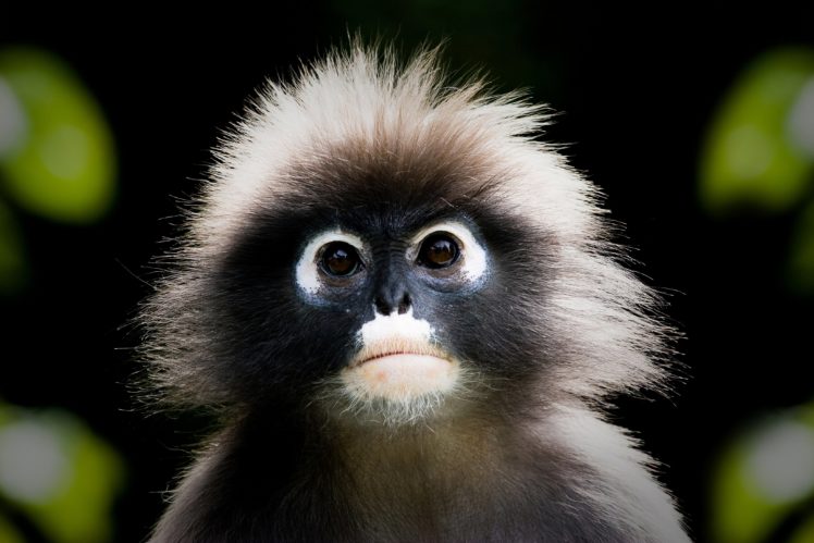 monkey, Cubs, Snout, Animals HD Wallpaper Desktop Background