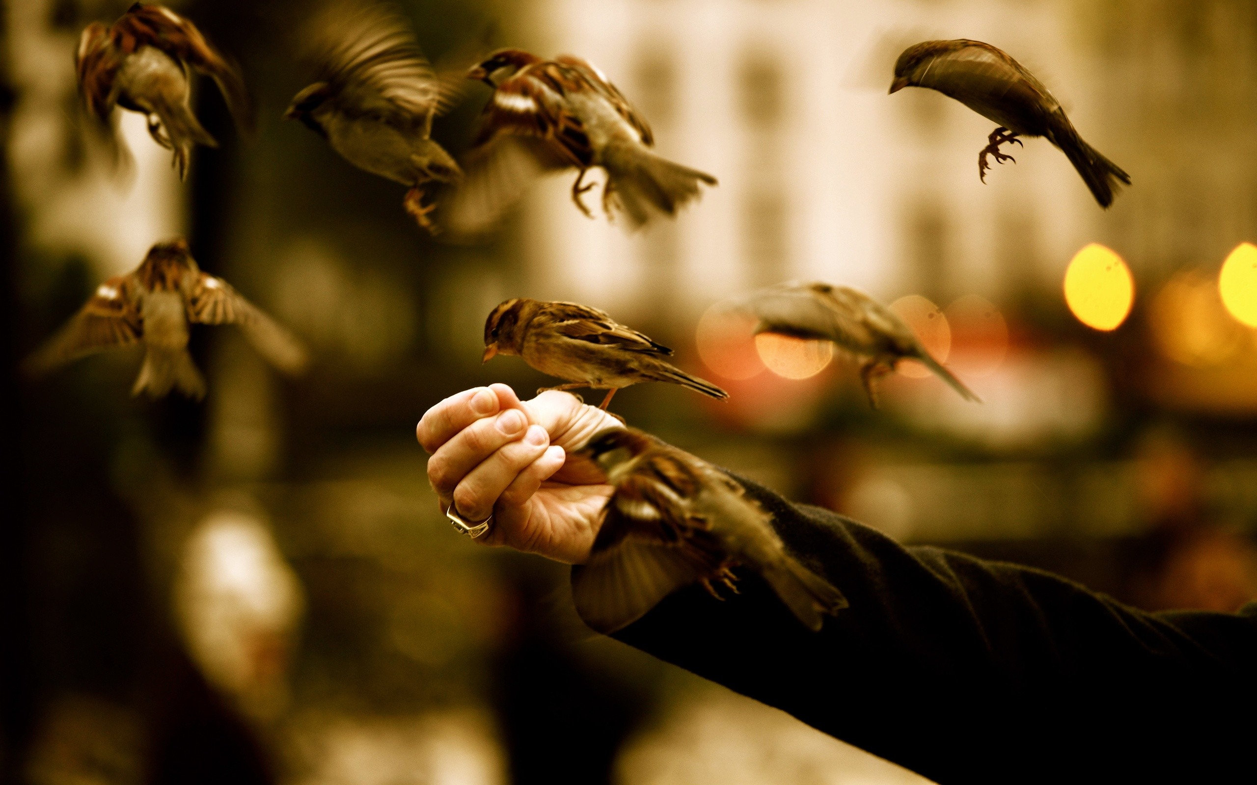 flying, For, Freedom Wallpaper