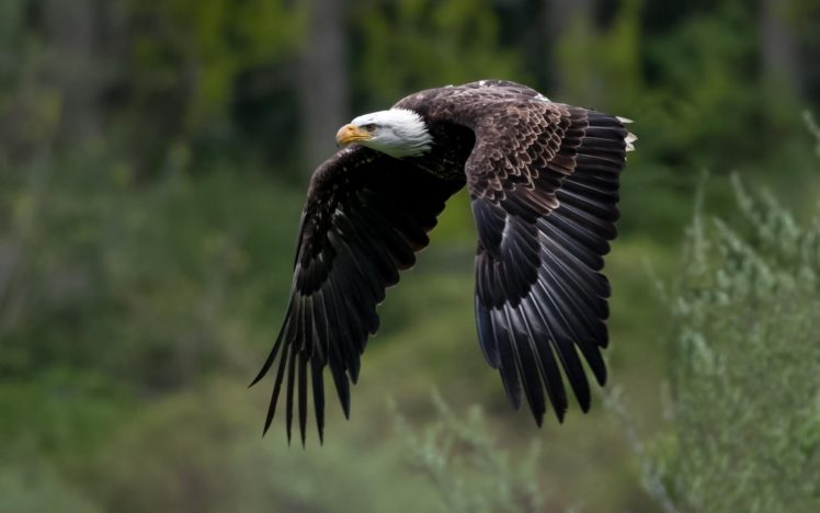 bald, Eagle, Wings, Flight HD Wallpaper Desktop Background