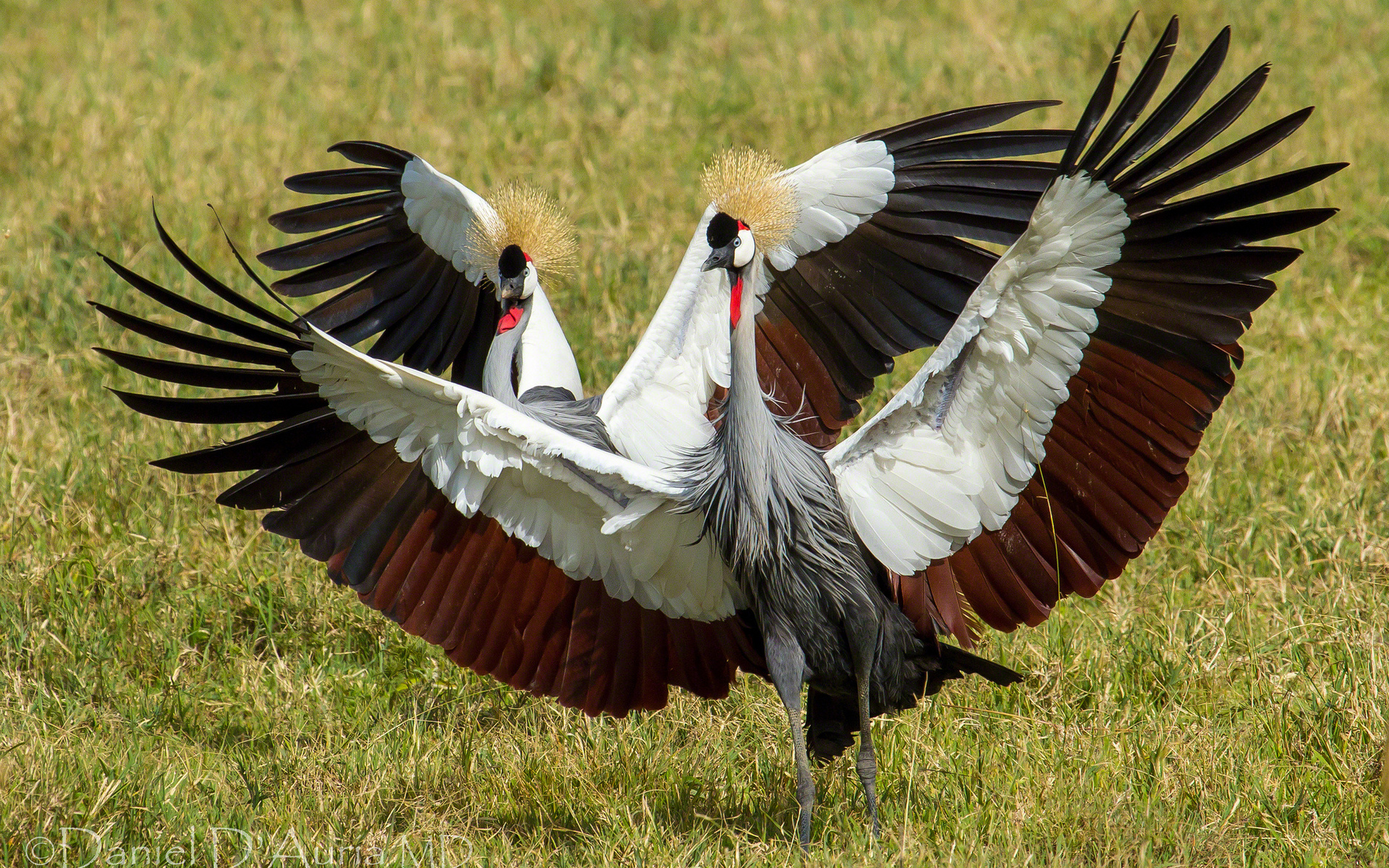 crowned, Crane, Cranes, Dance, Birds Wallpaper