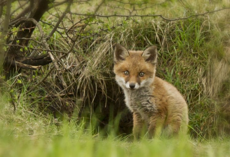 fox, Cub, Foxes HD Wallpaper Desktop Background