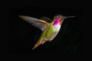 hummingbird, Bird, Black
