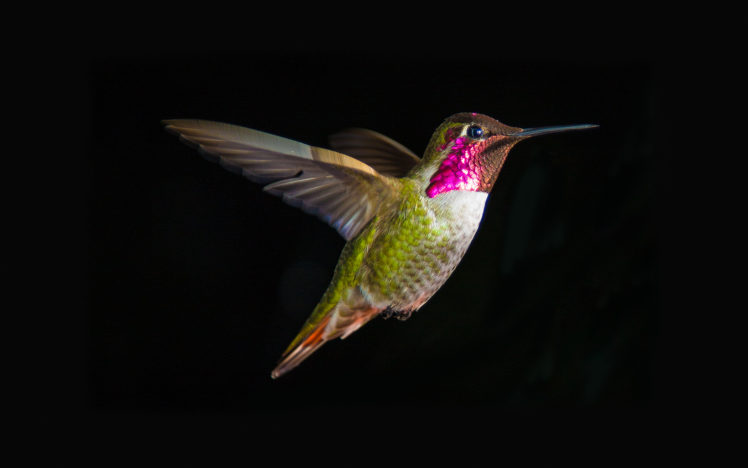hummingbird, Bird, Black HD Wallpaper Desktop Background