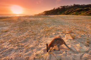 kangaroo, Beach, Sand, Nature
