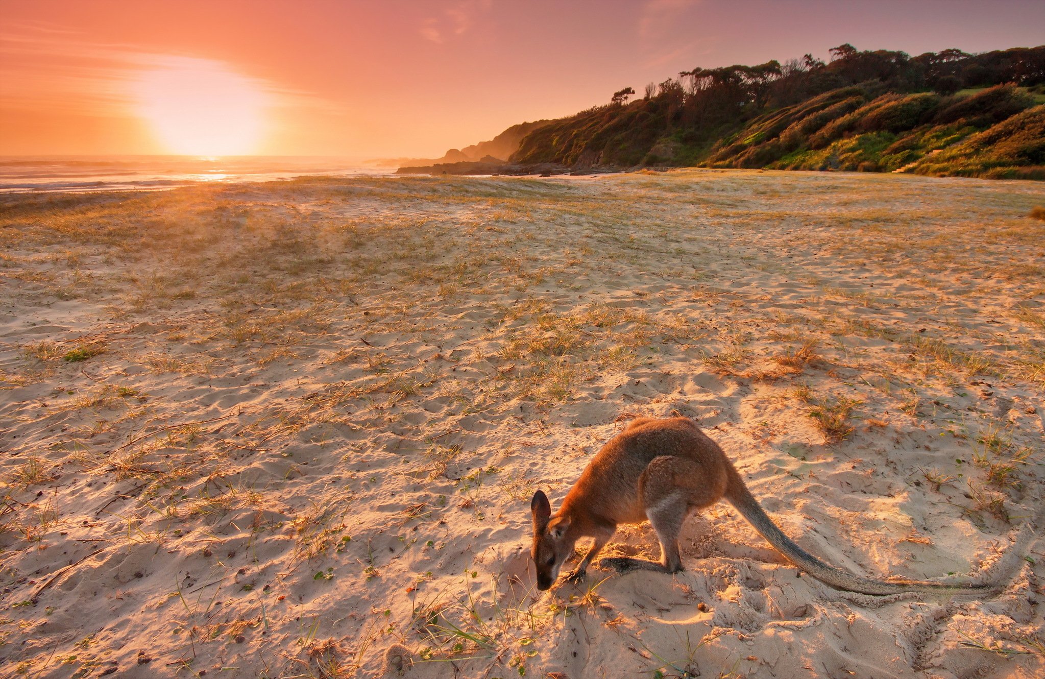 kangaroo, Beach, Sand, Nature Wallpaper