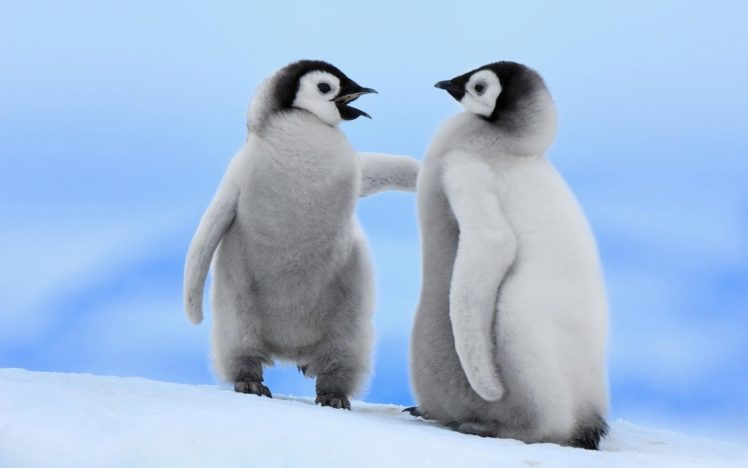 cria, Pinguinos, Artico, Animales, Hielo HD Wallpaper Desktop Background