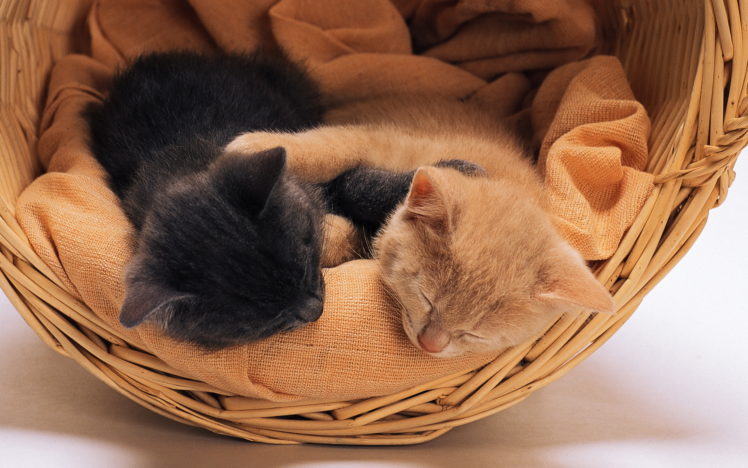 tow, Cats, Sleep HD Wallpaper Desktop Background