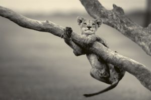animals, Grayscale, Lions, Baby, Animals