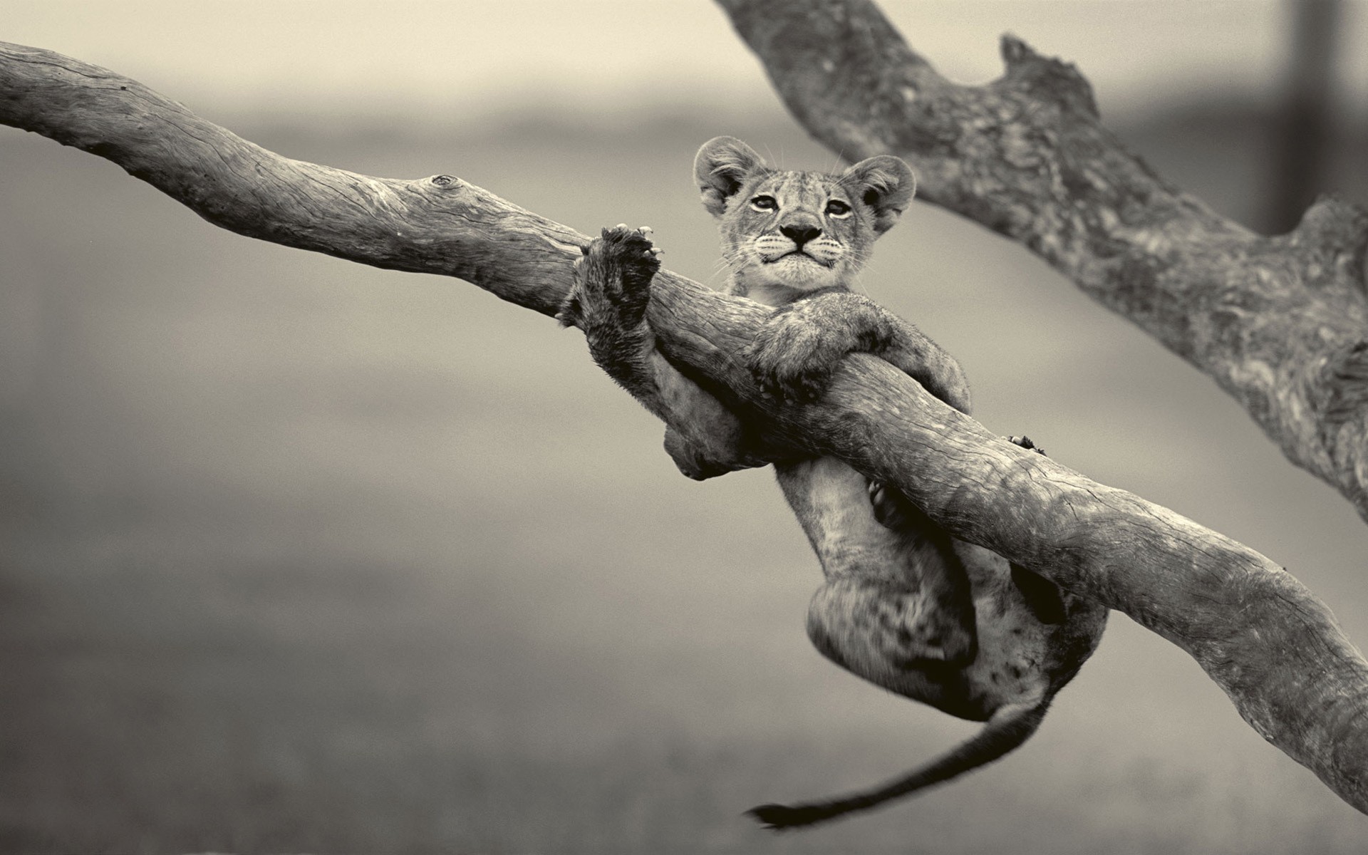animals, Grayscale, Lions, Baby, Animals Wallpaper
