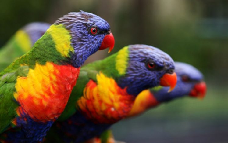 parrots HD Wallpaper Desktop Background