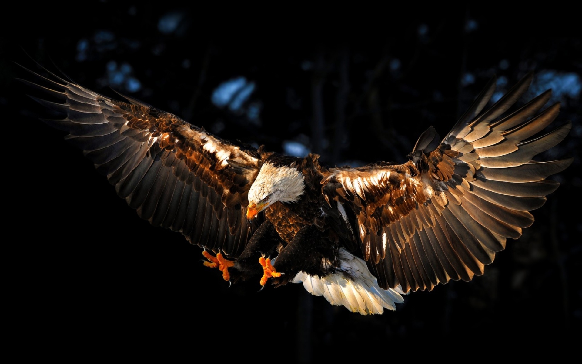 eagle Wallpaper