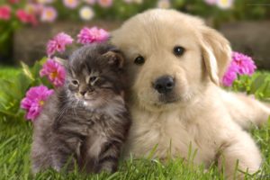 cats, Animals, Dogs, Friendship