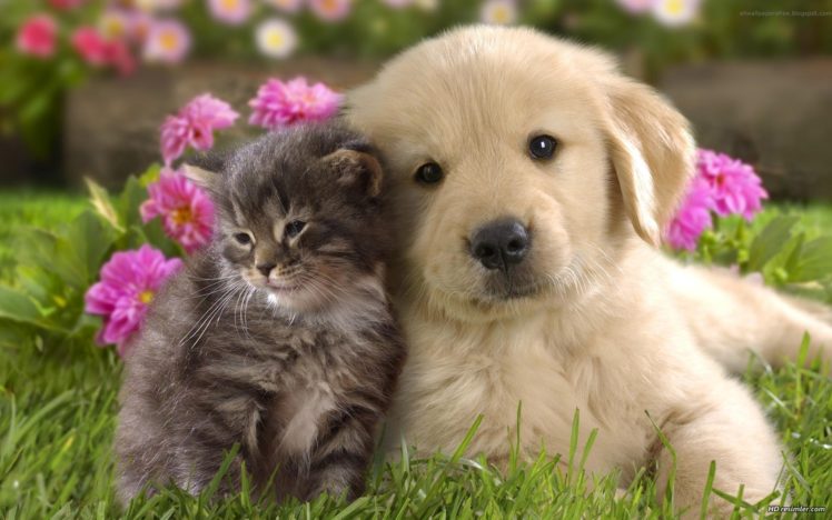 cats, Animals, Dogs, Friendship HD Wallpaper Desktop Background