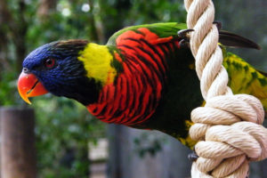 parrot, On, Rope