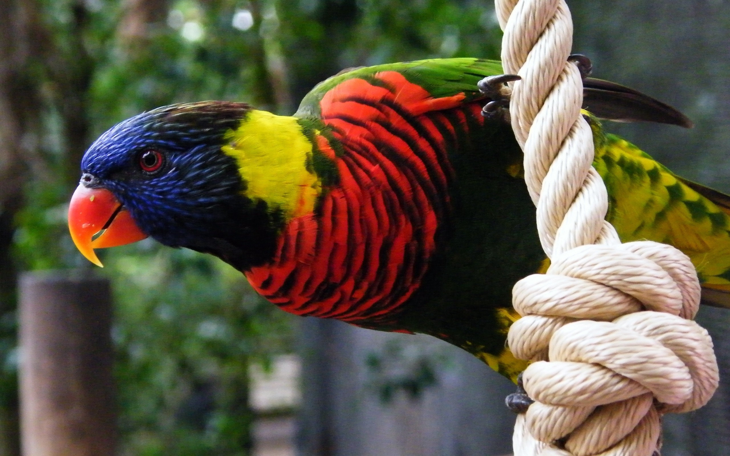 parrot, On, Rope Wallpaper